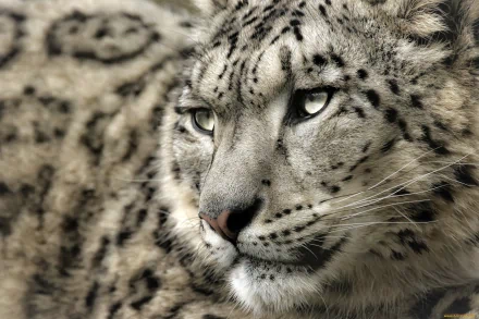 A close-up view of a snow leopard, showcasing its striking eyes and beautiful spotted fur. This HD image makes a captivating desktop wallpaper and background.