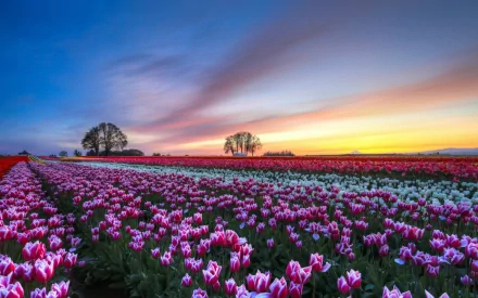 A vibrant field of tulips blooms in shades of pink and white, under a beautiful sunset sky, creating a stunning nature backdrop for HD desktop wallpaper.