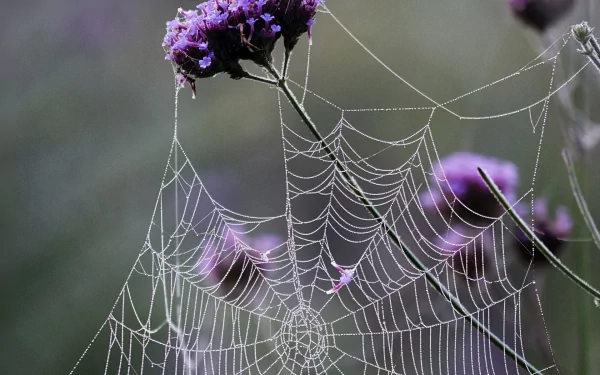 photography spider web HD Desktop Wallpaper | Background Image
