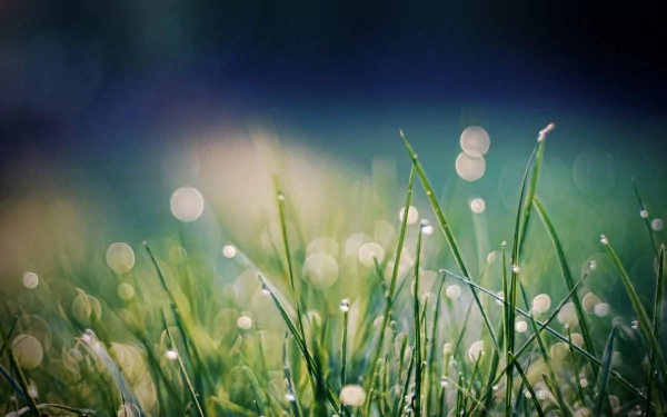 HD PC desktop wallpaper featuring a close-up of dew-covered grass blades with a softly blurred natural background.