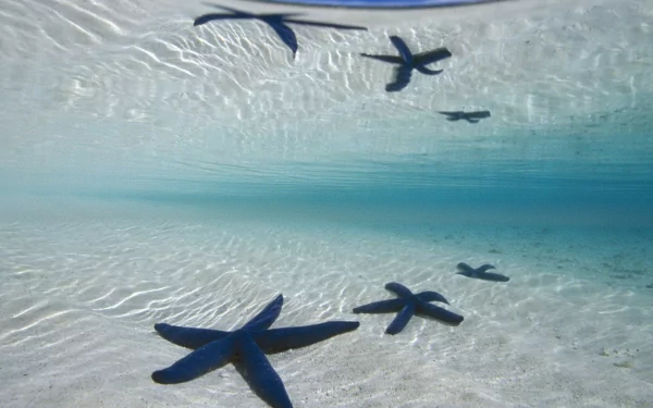 HD desktop wallpaper featuring several starfish resting on a sandy ocean floor with clear, gently rippling water above.