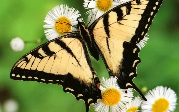 A vibrant swallowtail butterfly rests on white daisy flowers against a soft green background, captured in HD for a desktop wallpaper.