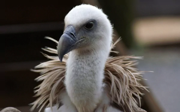 Animal griffon vulture HD Desktop Wallpaper | Background Image