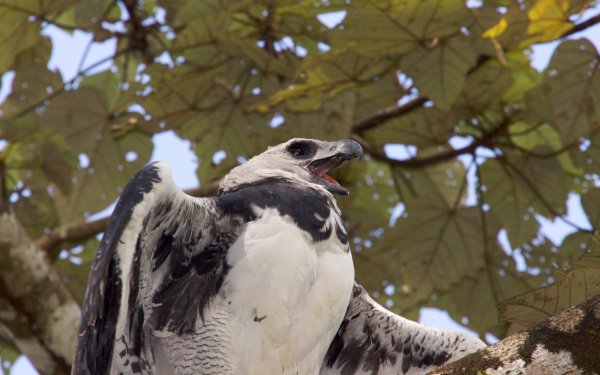 Animal Harpy Eagle Birds Eagles HD Wallpaper | Background Image