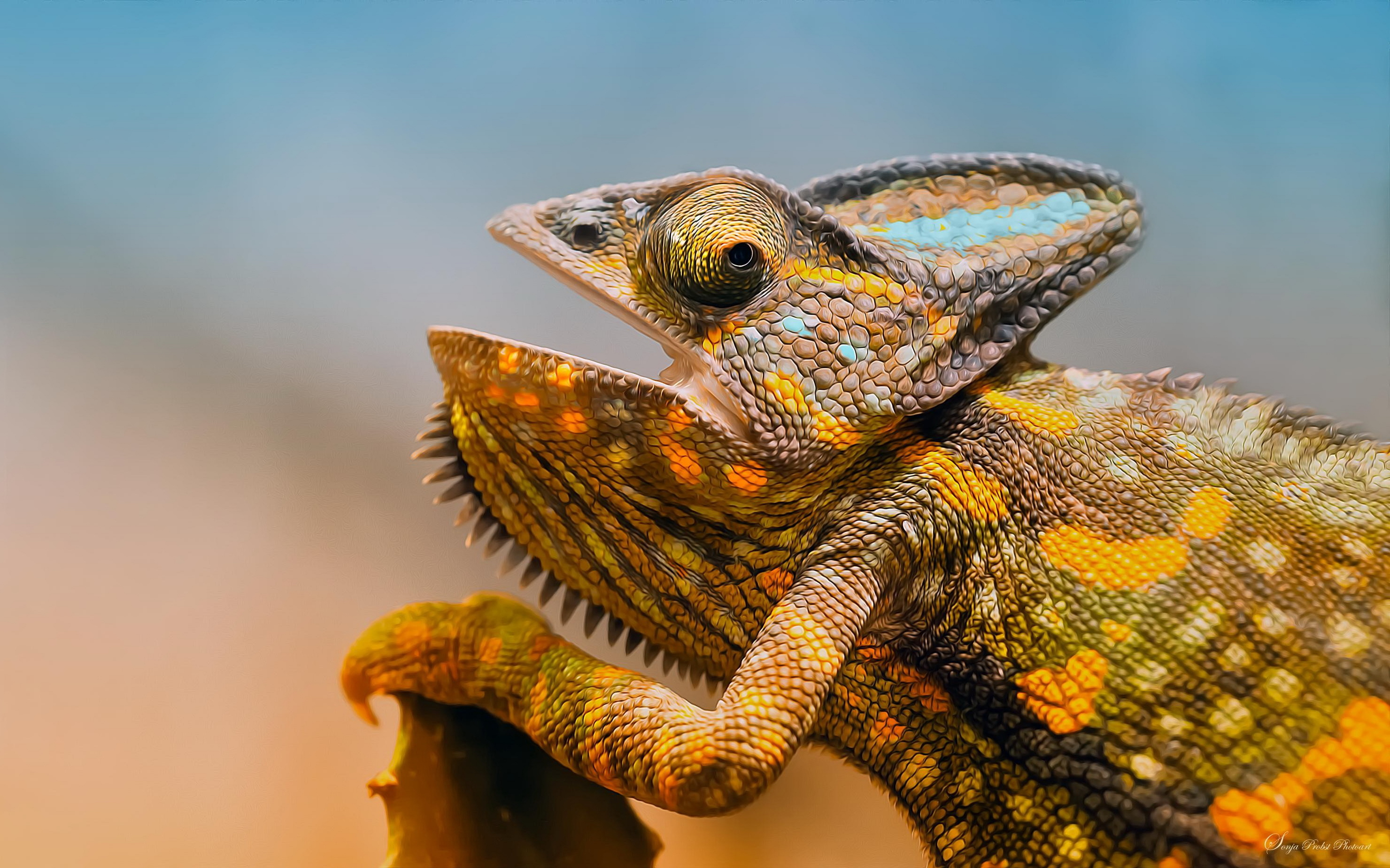 Animal Chameleon HD Wallpaper | Background Image