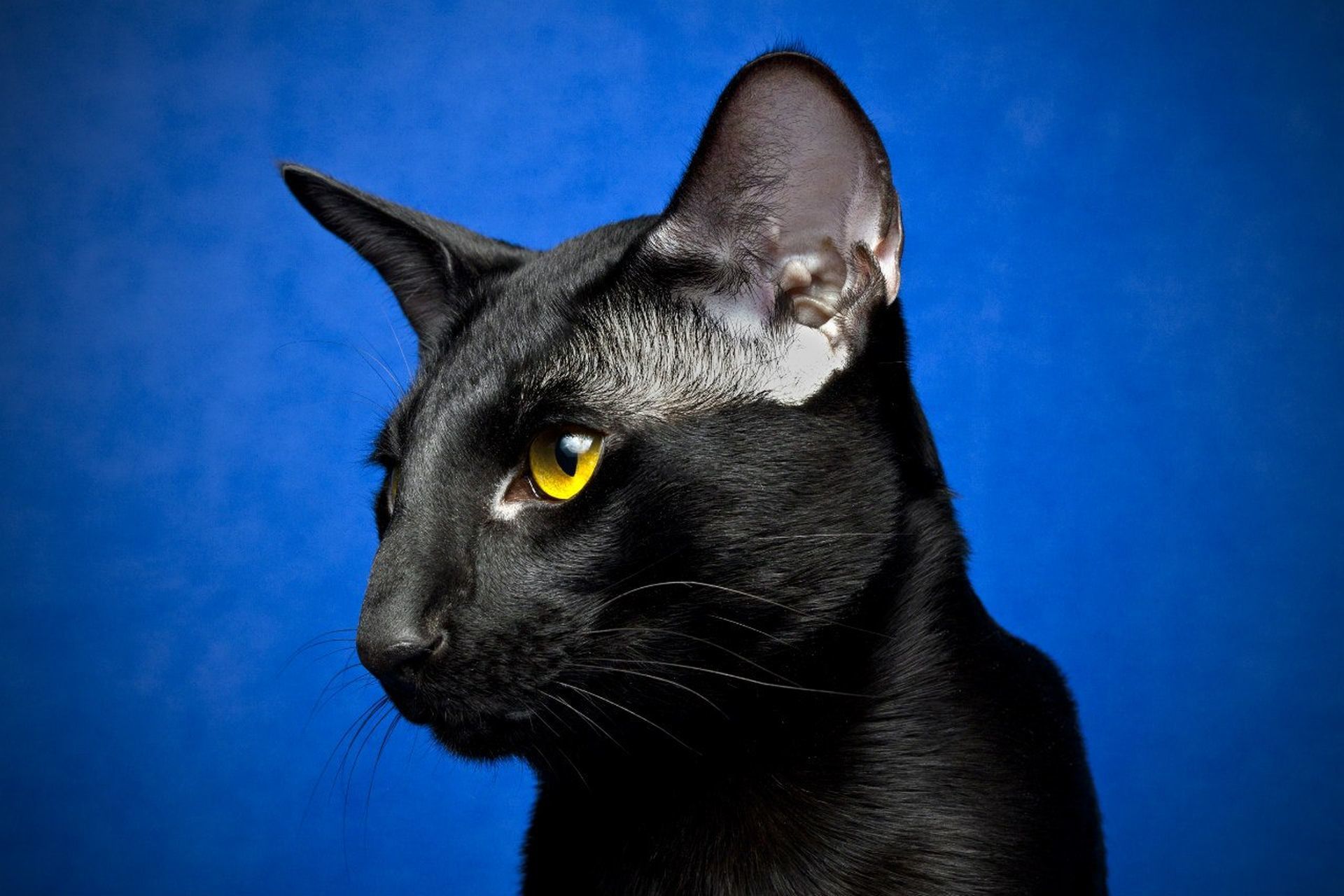 Чёрный ориентальный кот с голубыми глазами