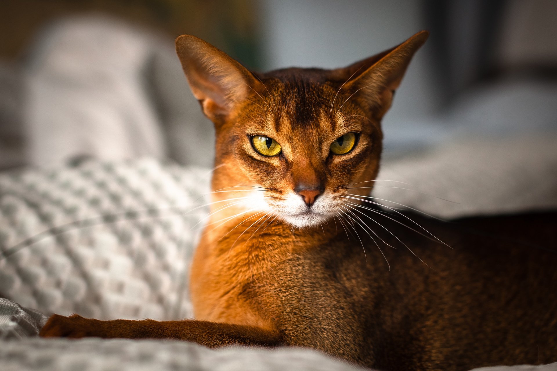 A striking close-up of a cat with vibrant orange fur and piercing green eyes, set against a soft, blurred background. This HD image serves as an engaging desktop wallpaper.