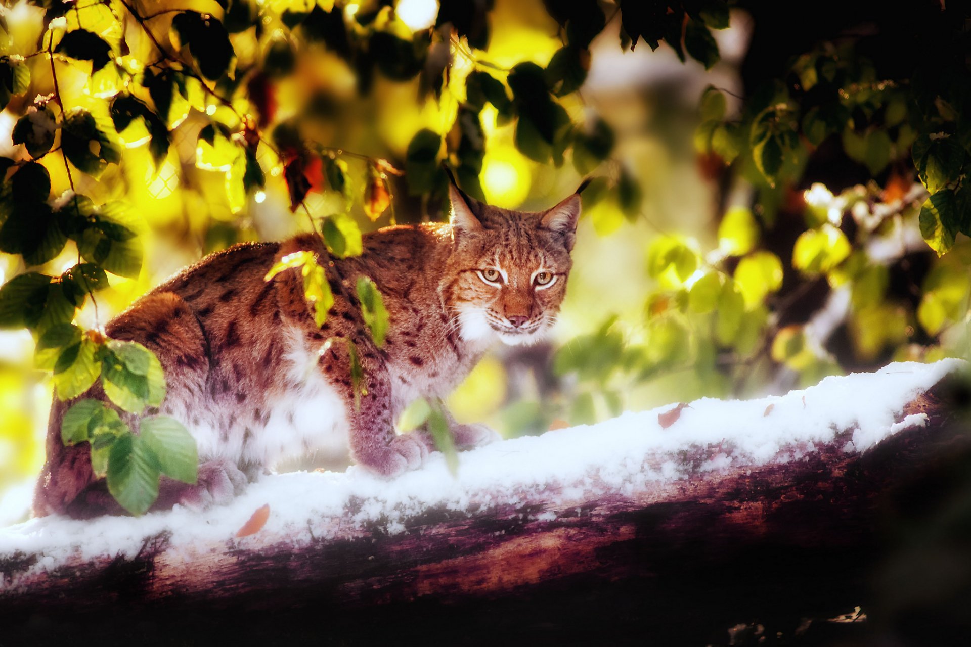 Animal Lynx HD Wallpaper