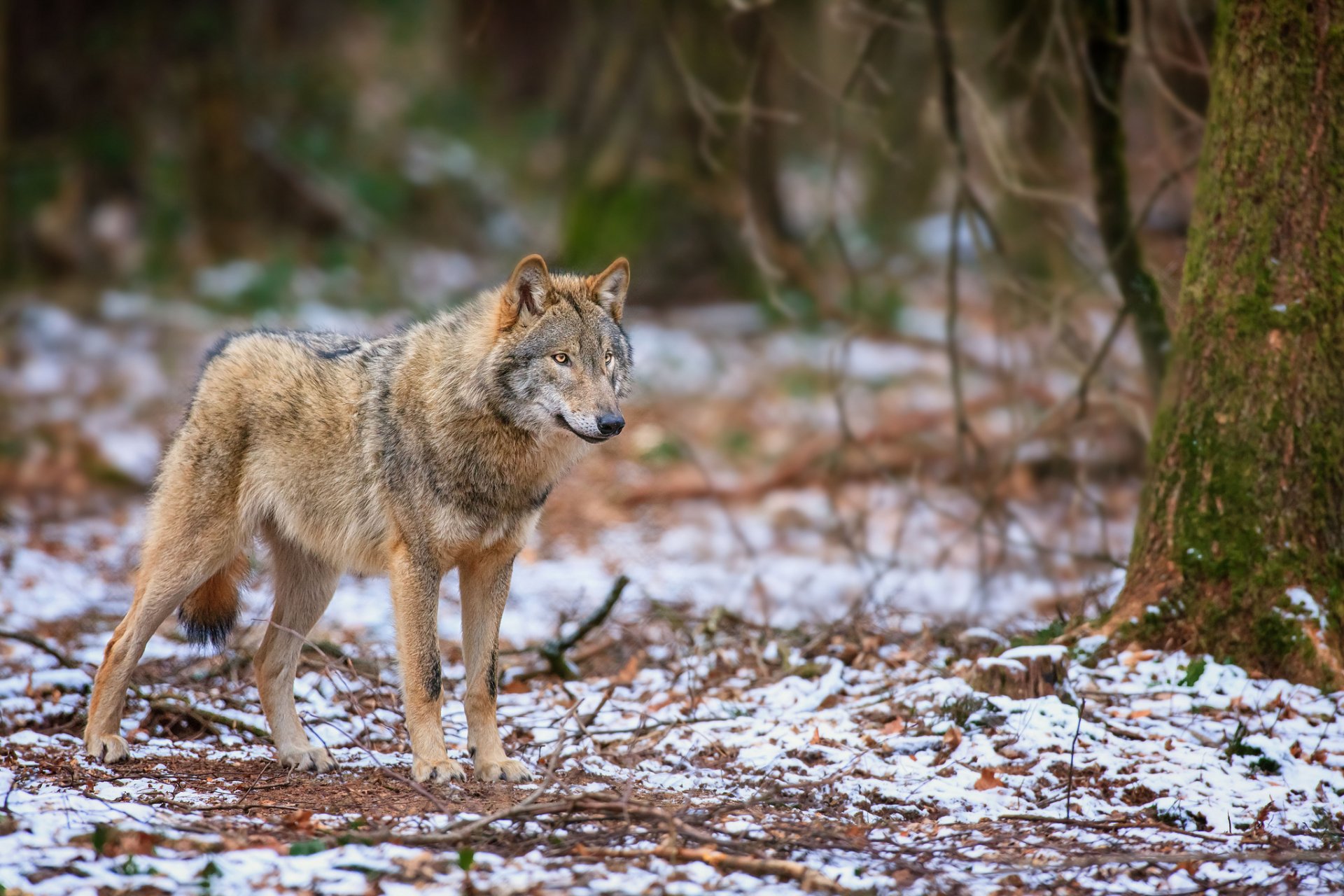 A lone wolf stands in a snowy forest, surrounded by trees and fallen leaves, making this HD image a captivating desktop wallpaper and background.