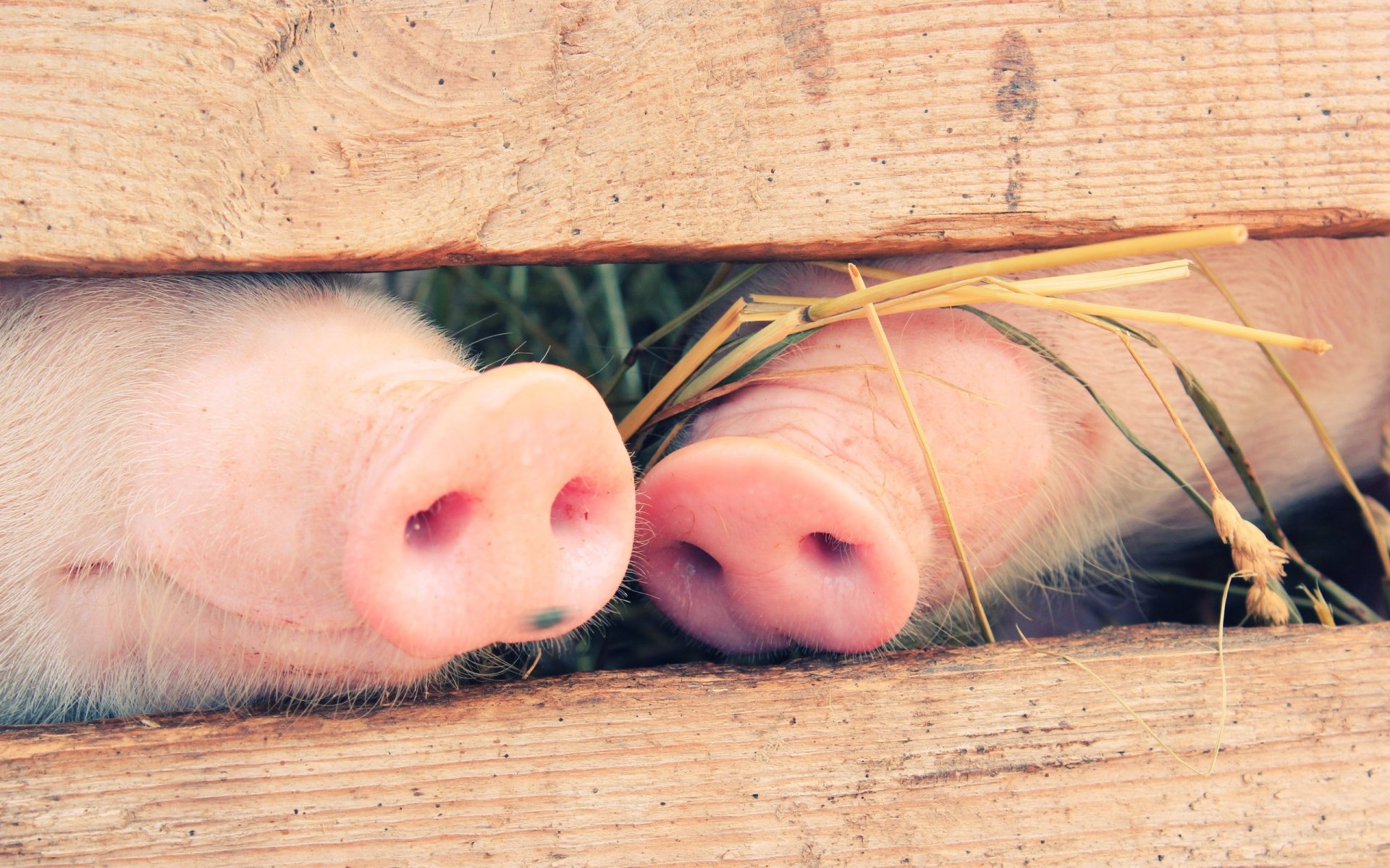 Close-up of two pig snouts peeking through a wooden fence, surrounded by straw, creating a charming animal-themed HD PC desktop wallpaper.