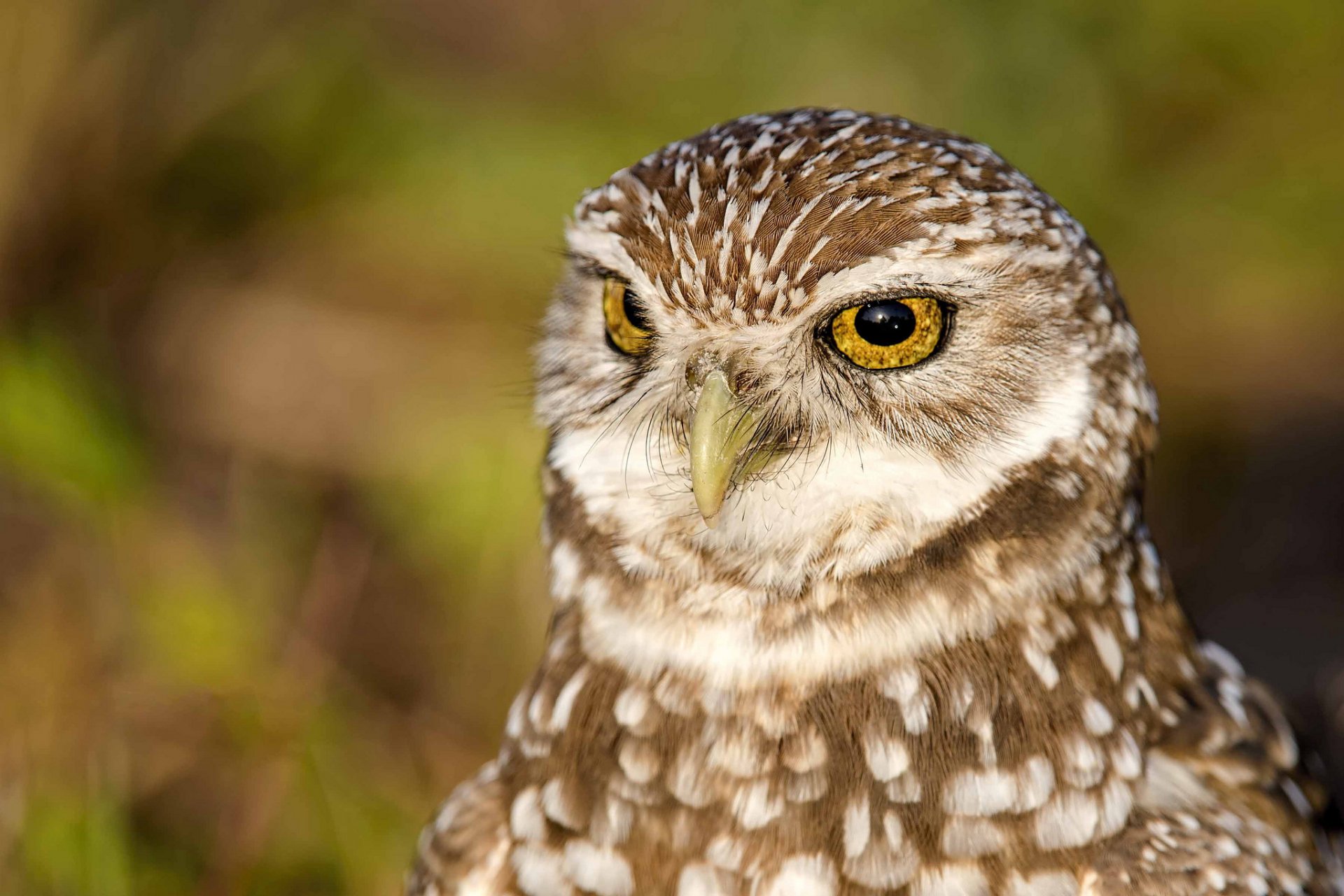 HD PC desktop wallpaper featuring a close-up of a brown and white owl with bright yellow eyes against a blurred green and brown background.