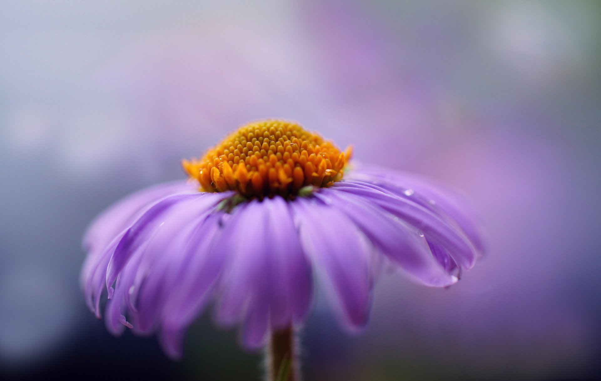A close-up of a purple flower with a yellow center, captured in vibrant detail as a 4K Ultra HD nature wallpaper and desktop background.