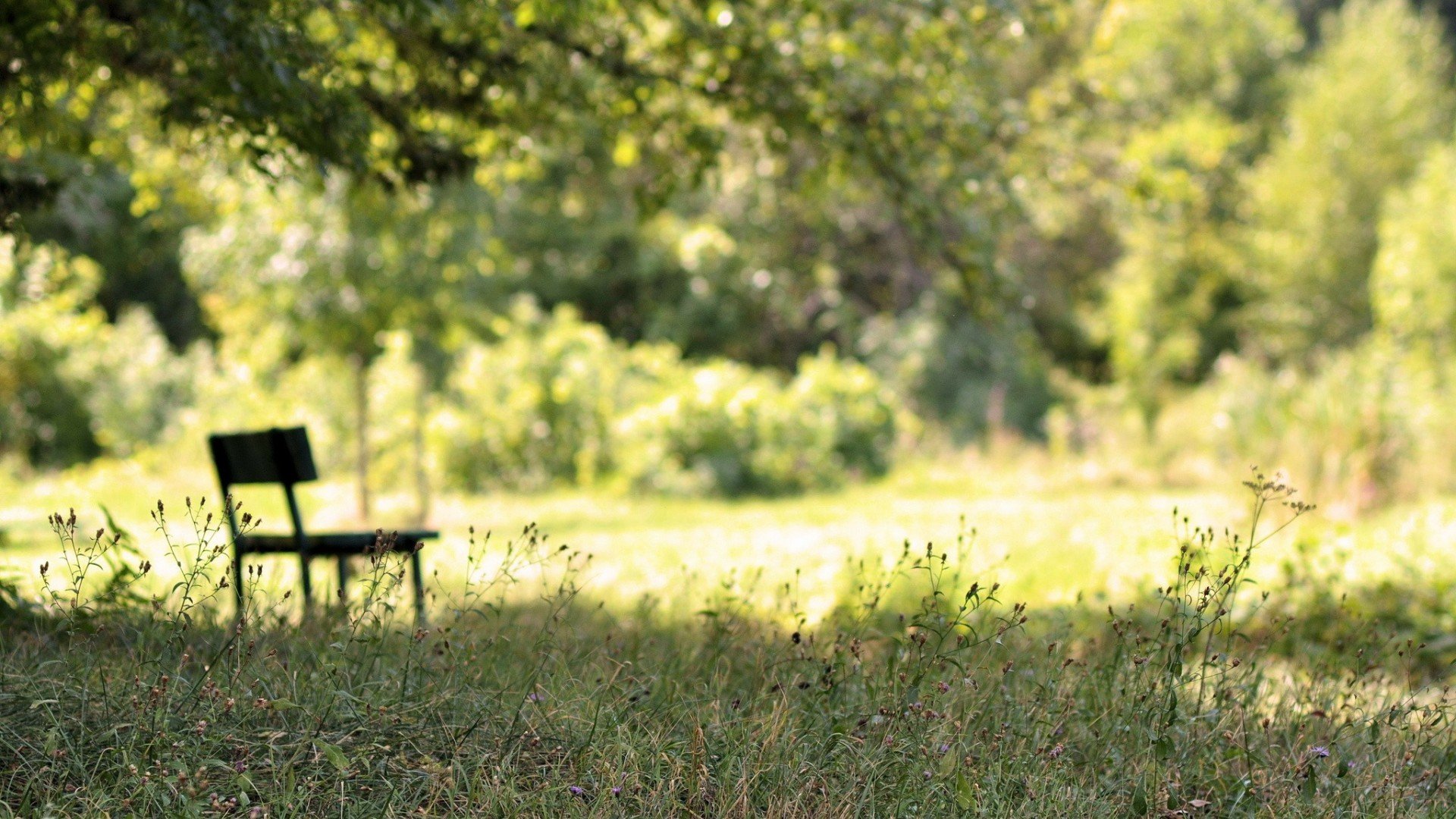 Sunlit Meadow Bench — HD Nature Landscape Wallpaper | 1920x1080 ...