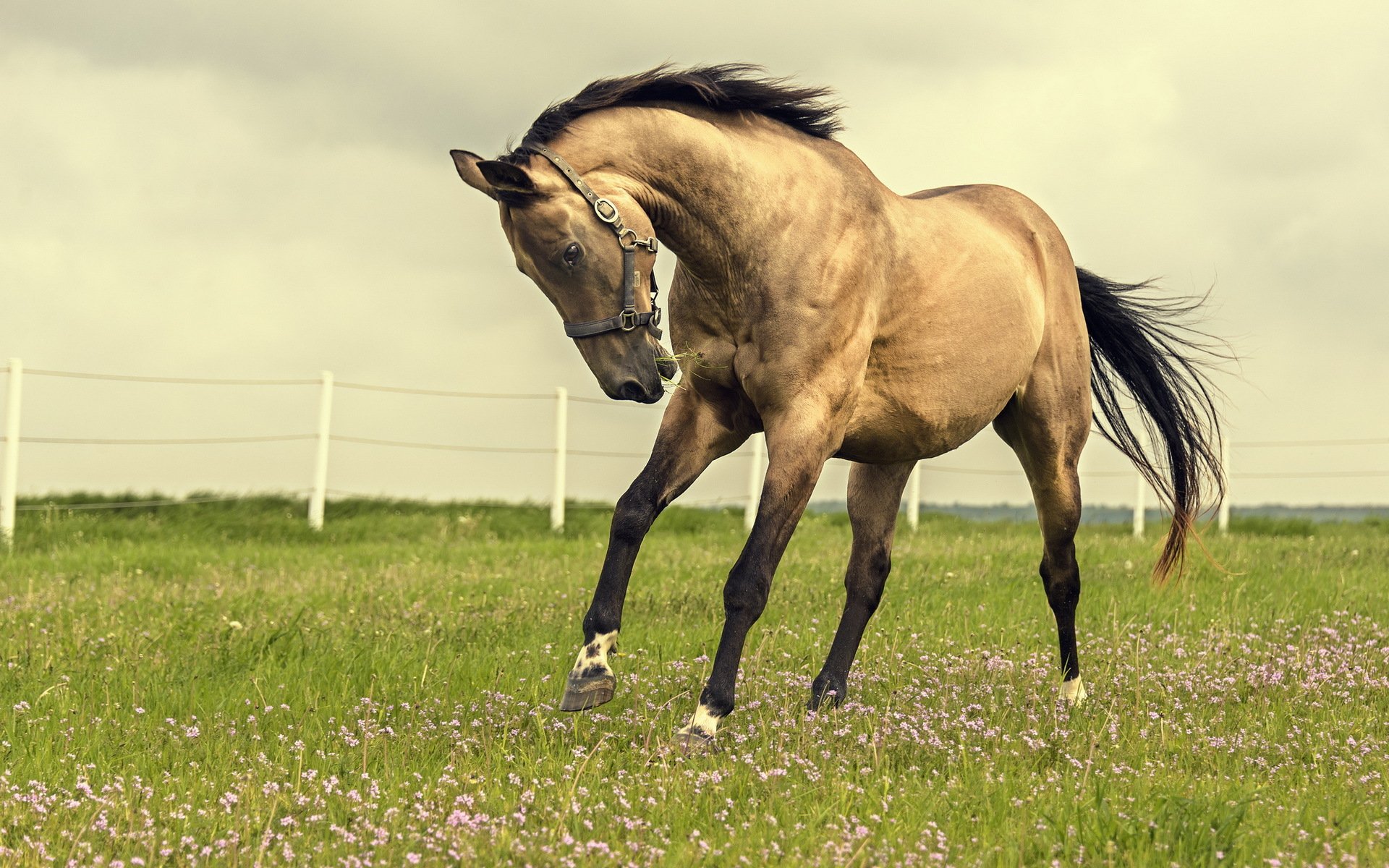 HD PC desktop wallpaper featuring a graceful horse standing on a green field with a soft sky background.