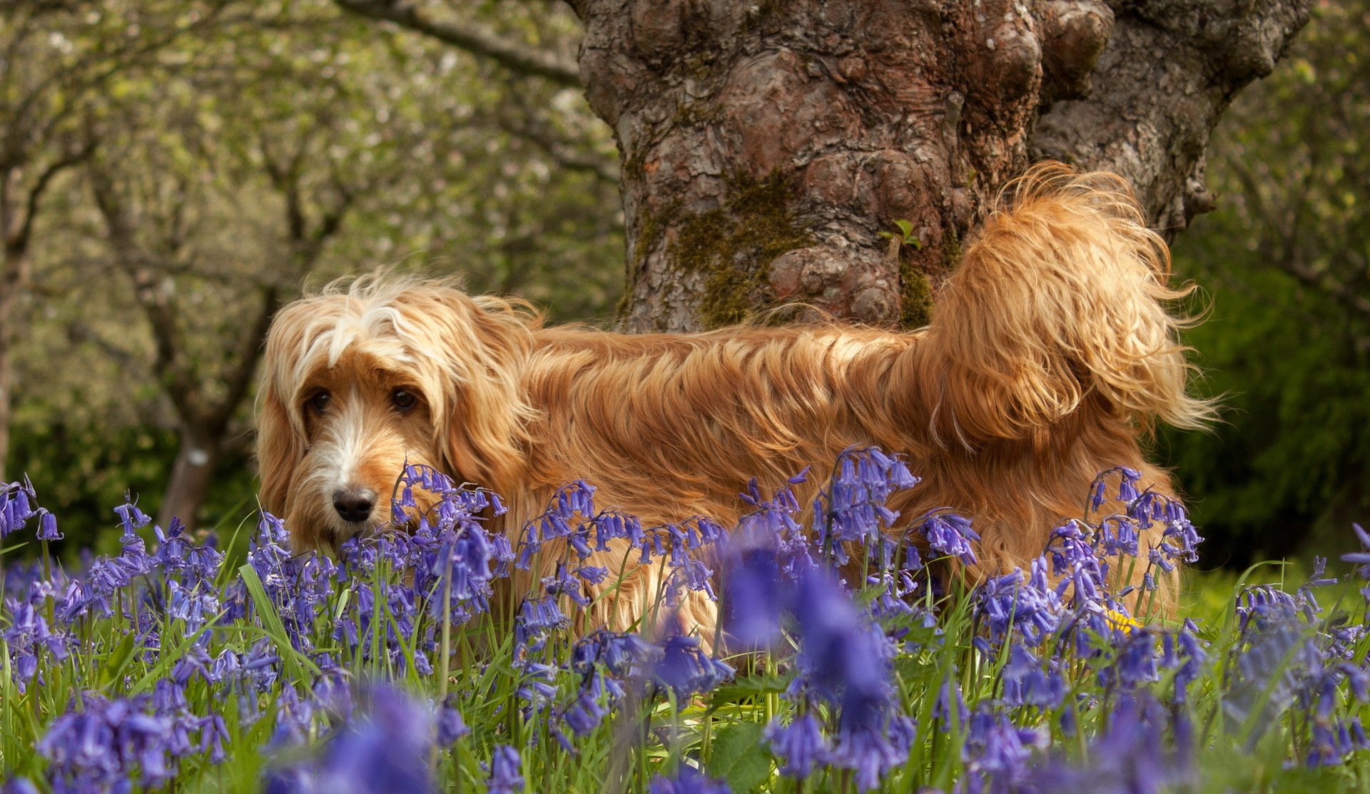 HD PC desktop wallpaper featuring a golden-brown dog standing amid vibrant purple flowers under a tree in a natural outdoor setting.