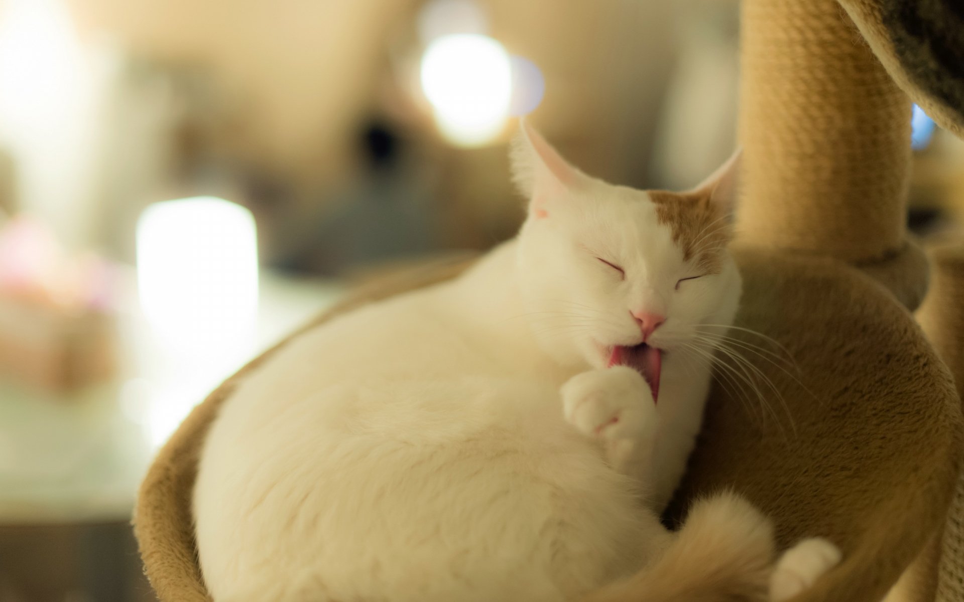 HD desktop wallpaper featuring a white and orange cat grooming itself on a beige cat tree with a softly blurred background.