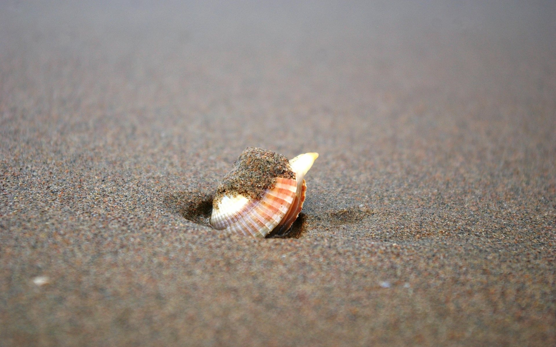 2K Quad HD PC desktop wallpaper and background: close-up of a striped seashell half-buried in smooth beach sand, minimal nature scene.