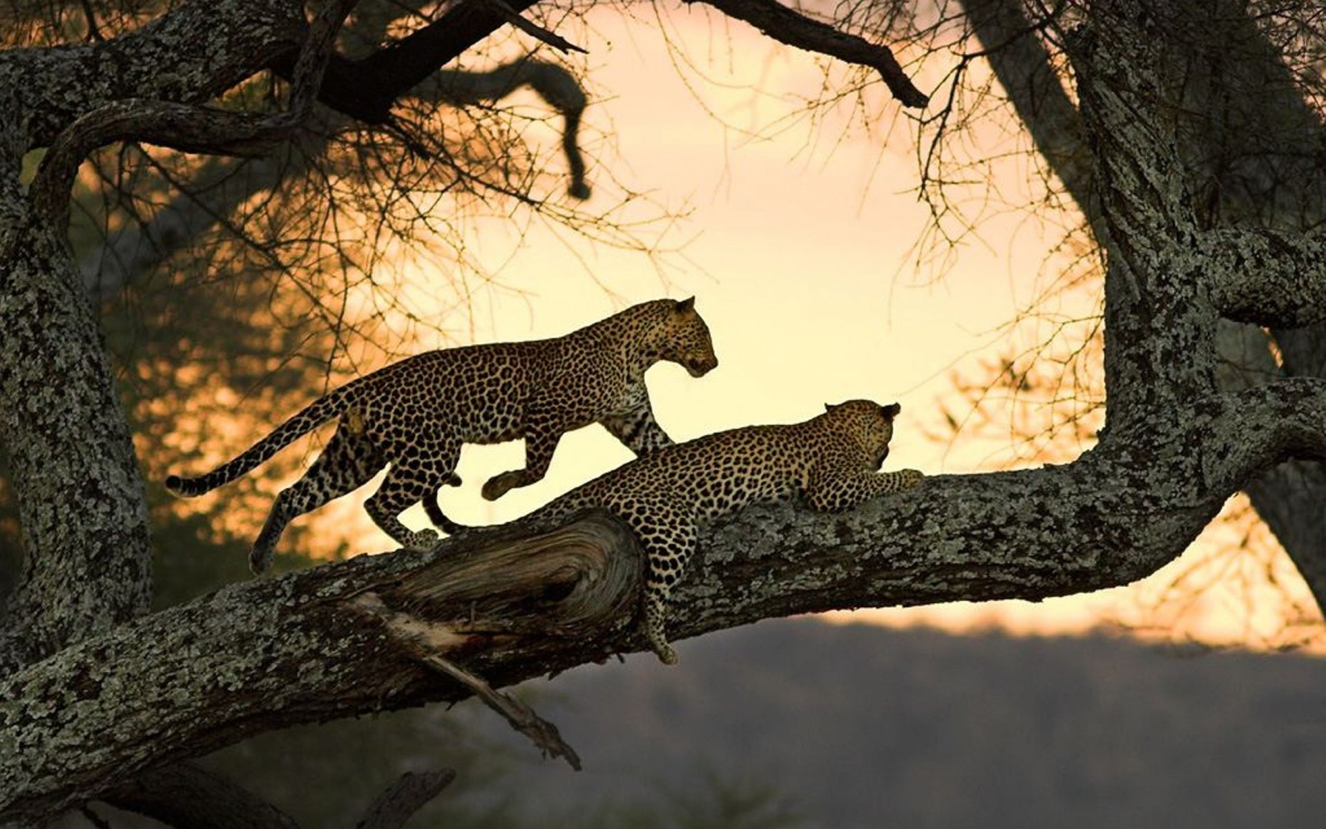 Download Animal Leopard HD Wallpaper