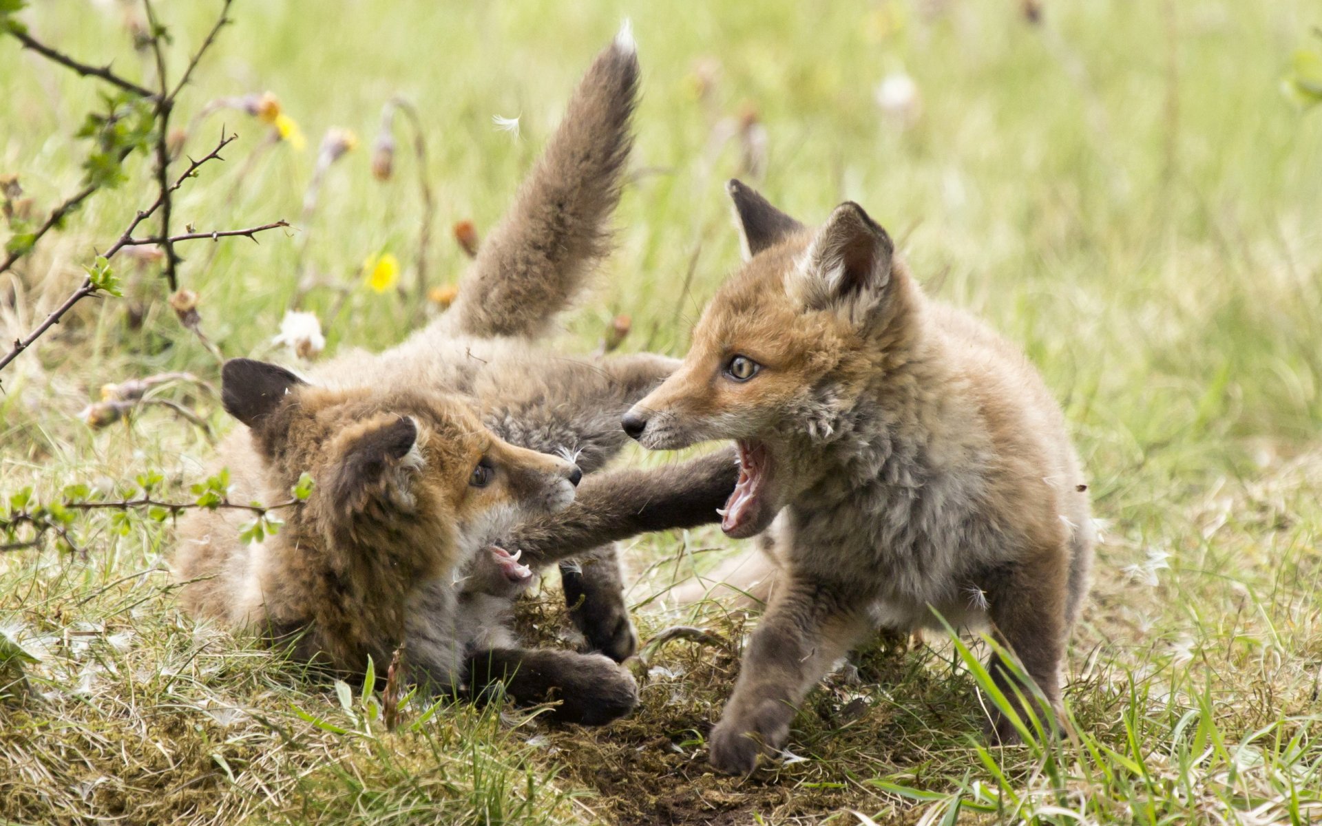 Two playful fox cubs engage in a lively tussle on a grassy field, surrounded by wildflowers. This vibrant image serves as an HD desktop wallpaper and background.