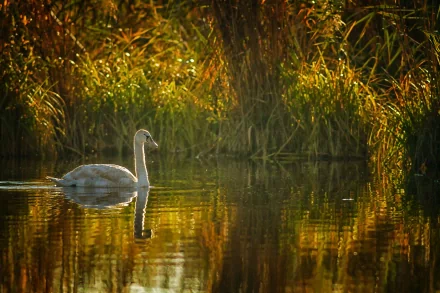 A serene swan glides across a calm, reflective pond, surrounded by lush green grasses and warm golden hues, creating a tranquil nature scene for an HD desktop wallpaper.
