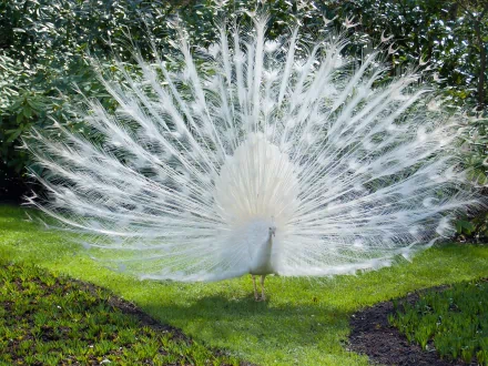 A stunning HD desktop wallpaper featuring a white peacock displaying its full plumage in a lush, green garden.
