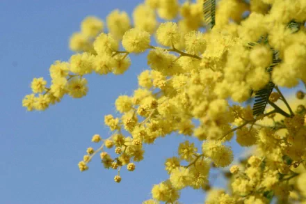 HD desktop wallpaper featuring vibrant yellow golden wattle blossoms against a clear blue sky, showcasing the beauty of nature in full bloom.