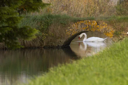 HD desktop wallpaper featuring a graceful mute swan gliding near a small stone bridge over calm water in a natural, serene landscape.