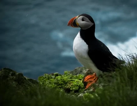 A vibrant puffin stands on green foliage by the shore, with a dramatic ocean backdrop, making this image a striking HD desktop wallpaper.