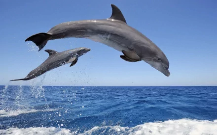 Two dolphins jumping out of the blue ocean under a clear sky. HD desktop wallpaper and background.