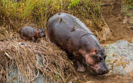 A serene HD wallpaper featuring a hippo and her young calf near a rocky area, surrounded by lush greenery, showcasing their natural habitat.