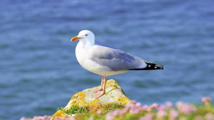A seagull stands on a moss-covered rock, surrounded by colorful flowers, with a serene ocean backdrop, creating a vibrant HD PC desktop wallpaper and background.