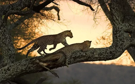 HD desktop wallpaper showing two leopards walking along a tree branch against a warm, glowing sunset backdrop in a natural setting.