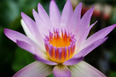 HD desktop wallpaper featuring a close-up of a vibrant purple lotus flower with detailed petals and a bright orange center, set against a soft green natural background.