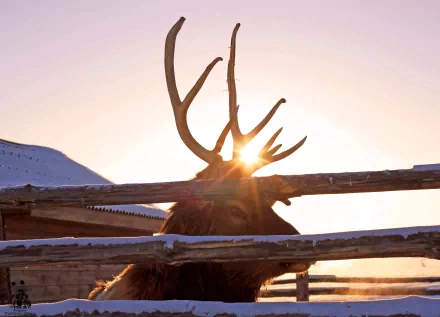 A majestic elk with large antlers silhouetted against the setting sun, captured in stunning 4K Ultra HD for a PC desktop wallpaper.