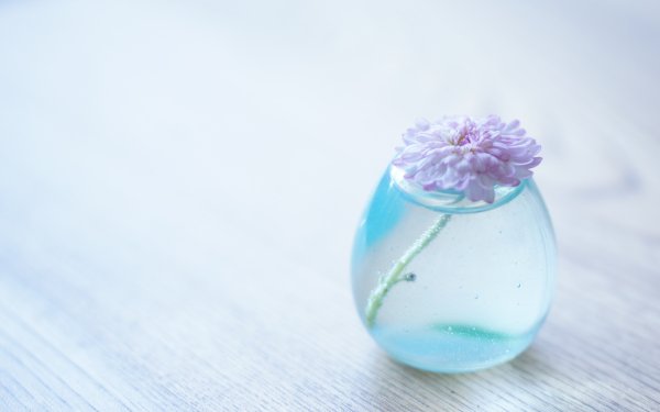 Man Made Flower HD Wallpaper | Background Image