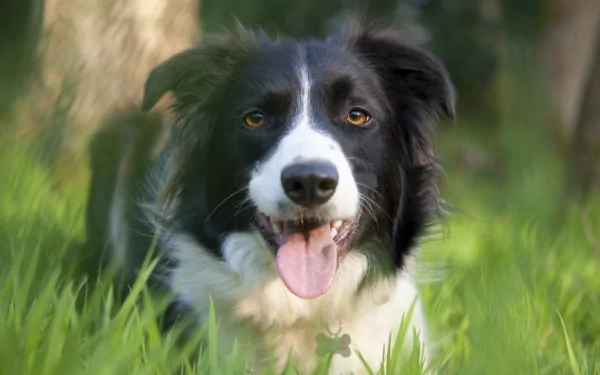 A vibrant HD wallpaper featuring a playful border collie with a black and white coat, smiling amidst lush green grass, capturing the joy and energy of the animal.
