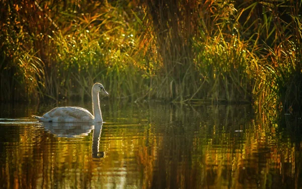 A serene swan glides across a calm, reflective pond, surrounded by lush green grasses and warm golden hues, creating a tranquil nature scene for an HD desktop wallpaper.