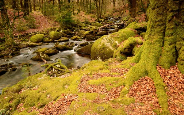 4K Ultra HD nature wallpaper of a serene forest stream flowing through moss-covered rocks and trees with autumn leaves scattered on the ground.