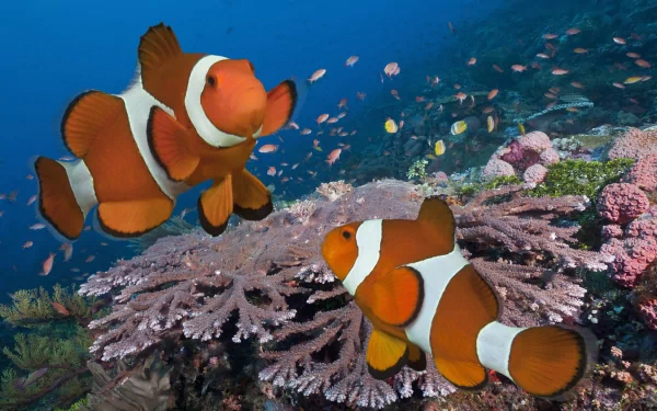 fish Animal clownfish HD Desktop Wallpaper | Background Image