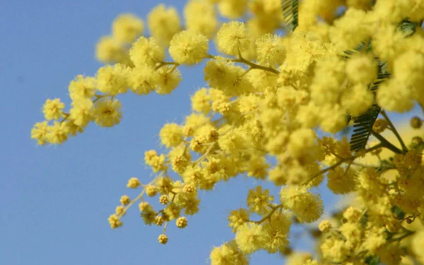 HD desktop wallpaper featuring vibrant yellow golden wattle blossoms against a clear blue sky, showcasing the beauty of nature in full bloom.