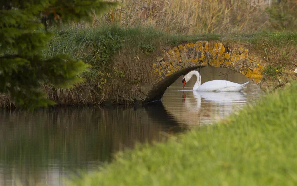 HD desktop wallpaper featuring a graceful mute swan gliding near a small stone bridge over calm water in a natural, serene landscape.