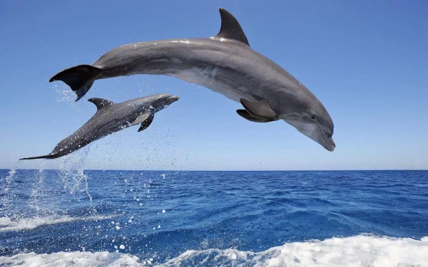 Animal dolphin HD Desktop Wallpaper | Background Image
