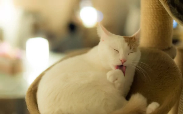 HD desktop wallpaper featuring a white and orange cat grooming itself on a beige cat tree with a softly blurred background.