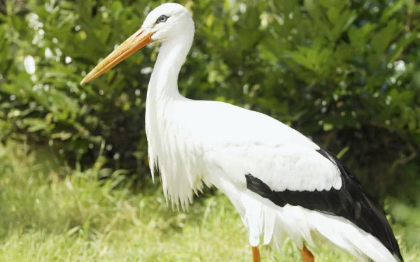 HD desktop wallpaper featuring a white stork standing against a lush green background, showcasing its striking white plumage and long orange beak.