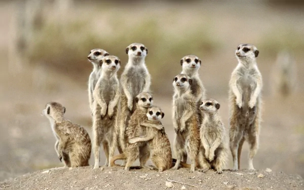 A group of meerkats stands alert in a natural setting, showcasing their curious nature. This vibrant image serves as a stunning HD desktop wallpaper and background.