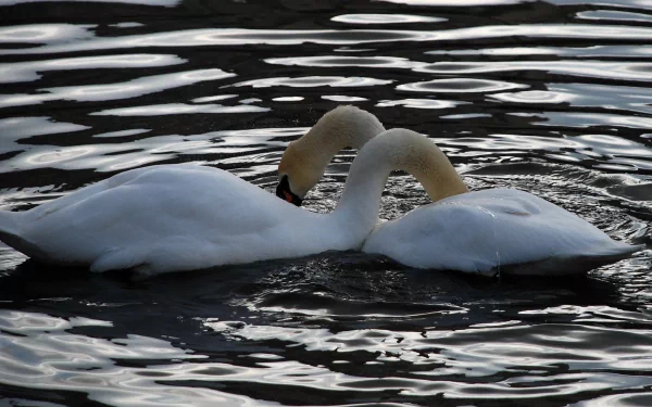 HD PC desktop wallpaper of two white swans gracefully floating and intertwined on rippling water, capturing the serene beauty of these elegant animals.