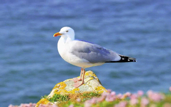 A seagull stands on a moss-covered rock, surrounded by colorful flowers, with a serene ocean backdrop, creating a vibrant HD PC desktop wallpaper and background.
