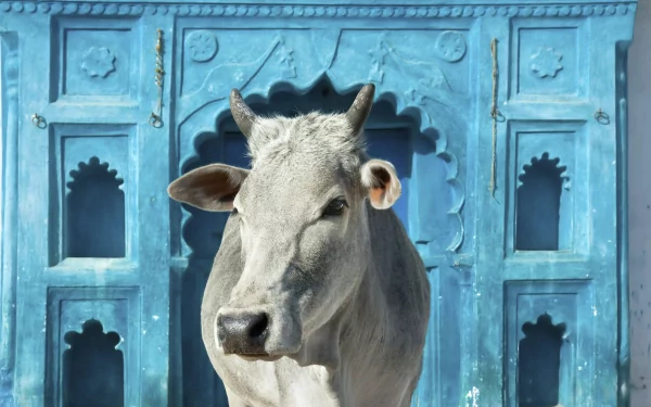 A white cow stands in front of an ornate blue architectural backdrop, captured in crisp detail as a 4K Ultra HD animal-themed desktop wallpaper.