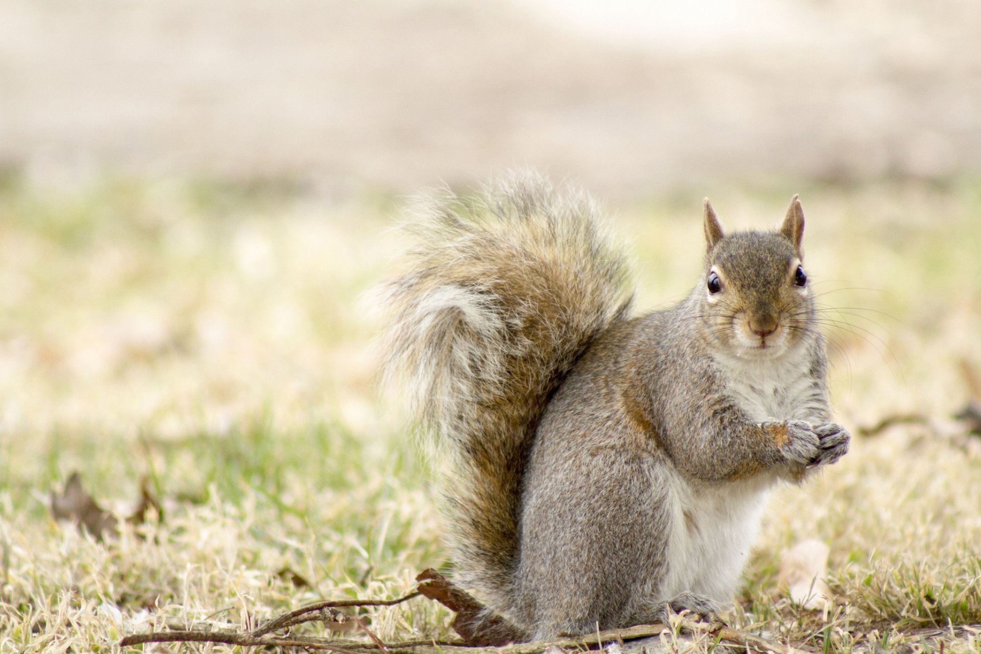 HD PC desktop wallpaper/background showing a gray squirrel standing on grass, holding a nut, with a soft-focus natural backdrop.