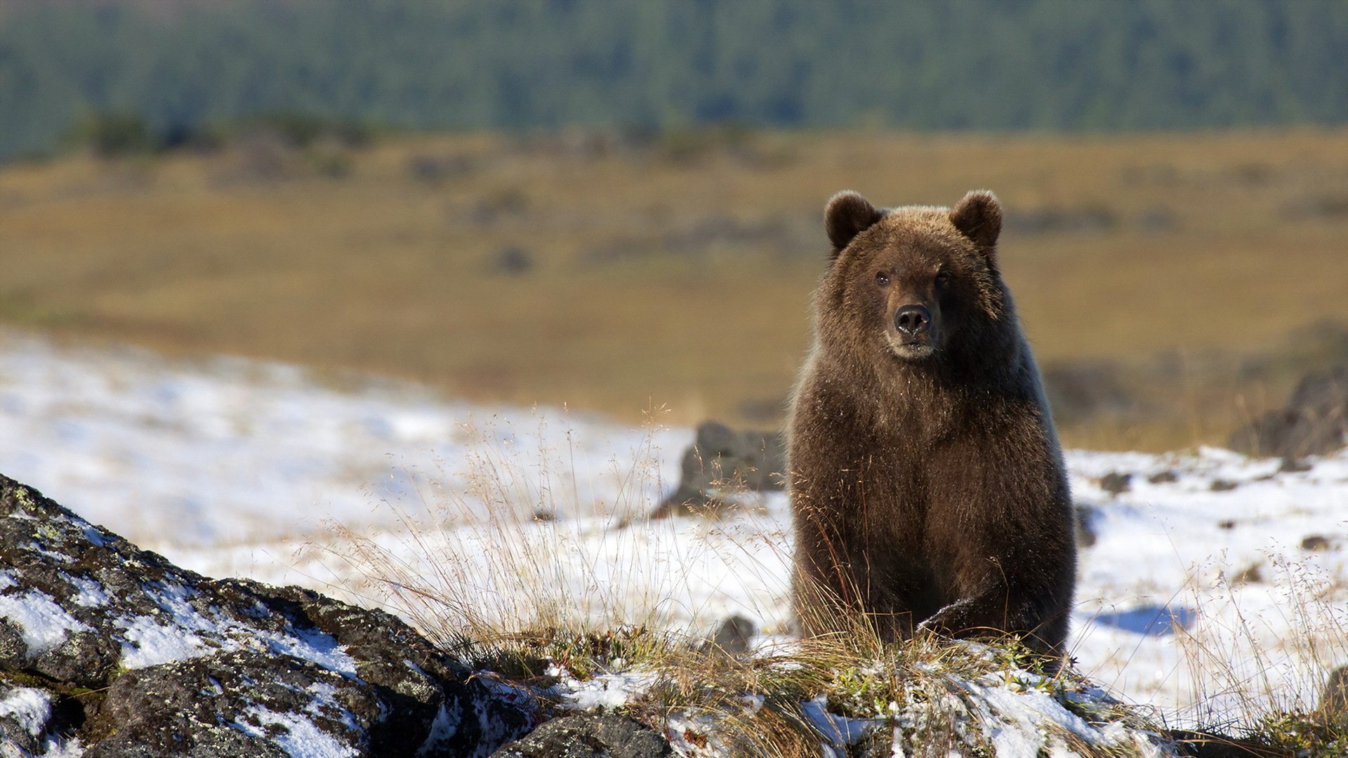 Bear HD Wallpaper | Background Image | 1920x1080 | ID:408100